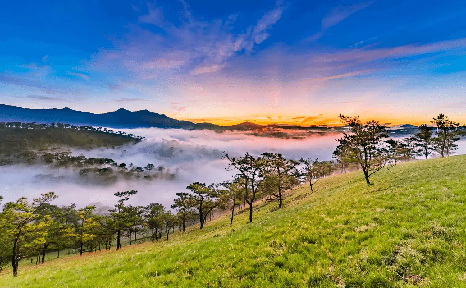 Biển sương mù phủ kín thung lũng dưới đồi thông Đà Lạt lúc bình minh