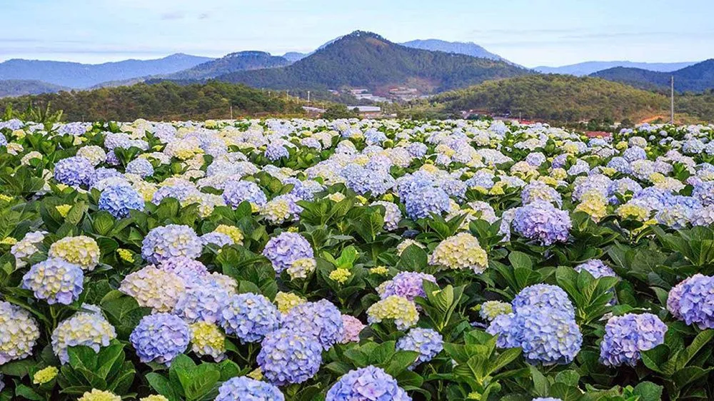 Cánh đồng hoa cẩm tú cầu The Florest