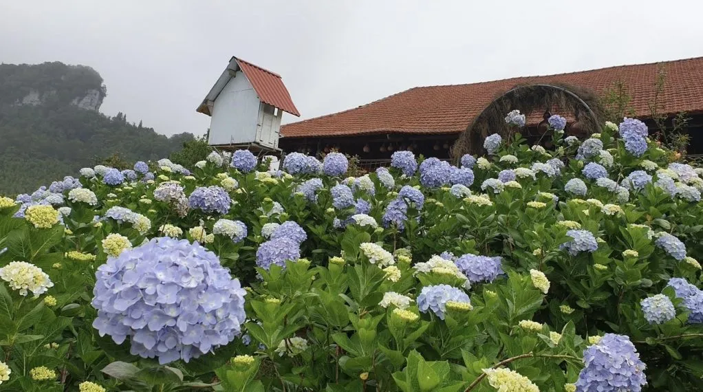 Thời điểm tham quan Cánh đồng hoa cẩm tú cầu Đà Lạt