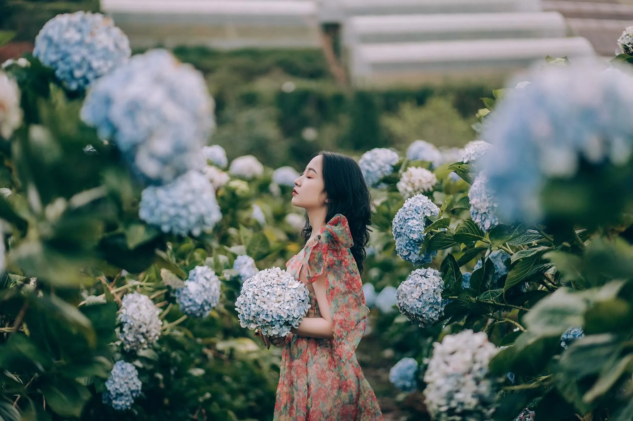 Trang phục check-in với cánh đồng hoa cẩm tú cầu