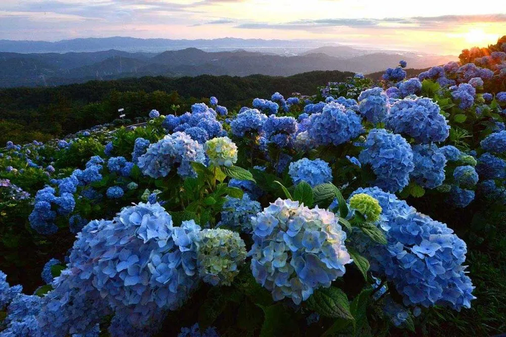 Cánh đồng hoa cẩm tú cầu Đường Hầm Điêu Khắc