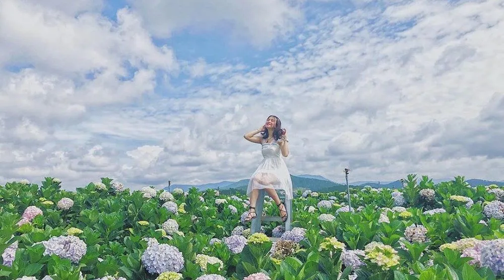 Cánh đồng hoa cẩm tú cầu Lạc Dương