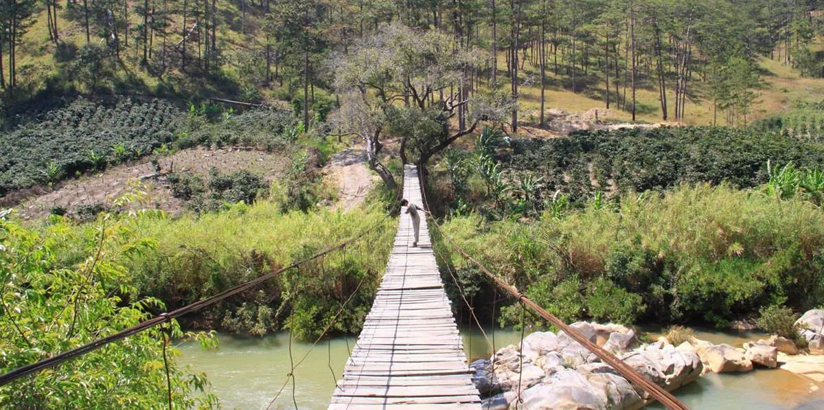 Cầu Treo Mimosa Đà Lạt Đỉnh Langbiang