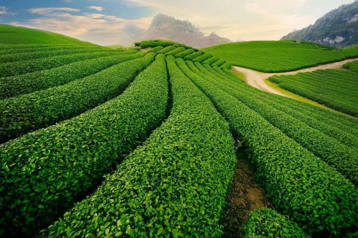 Đồi chè Cầu Đất - địa điểm chill tại Đà Lạt