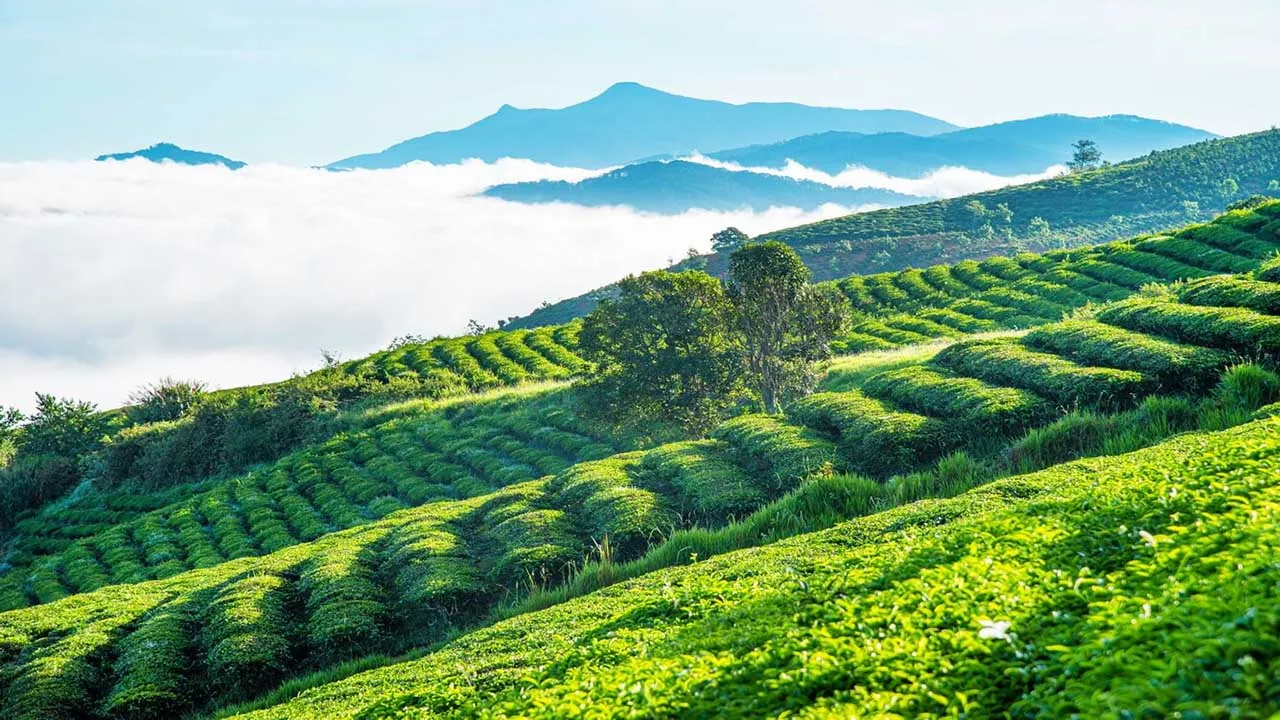 Đồi chè Cầu Đất