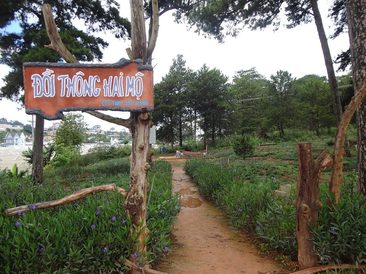 Đồi thông hai mộ Hồ Than Thở 