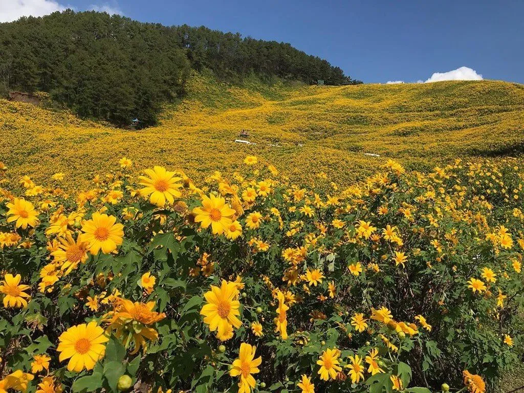 Mùa hoa dã quỳ và cỏ hồng đầy quyến rũ - du lịch Đà Lạt