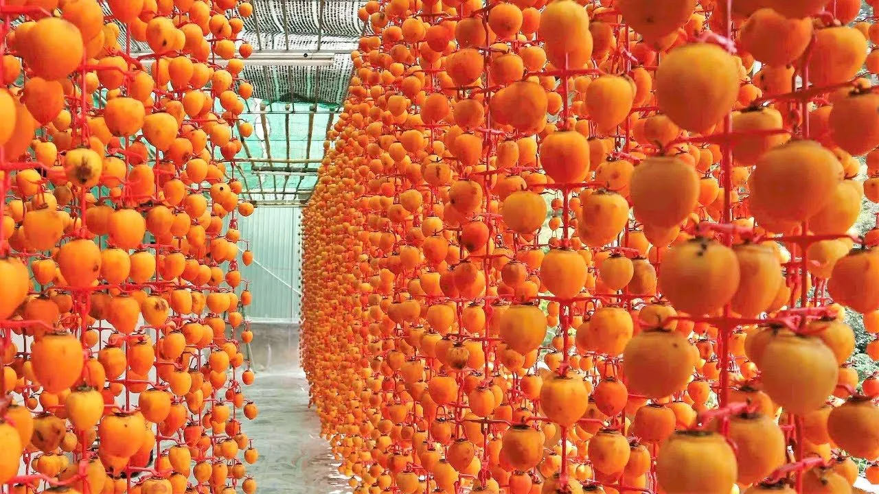 Hồng treo gió - du lịch Đà Lạt