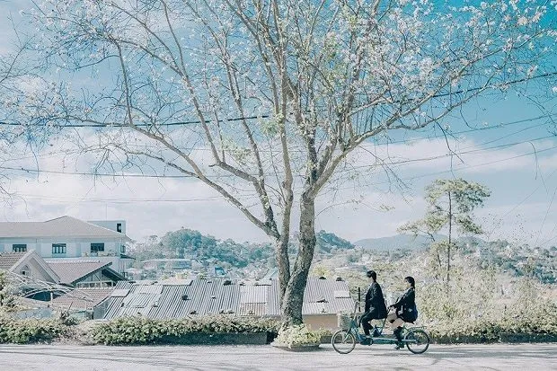 mùa hoa ban trắng đà lạt