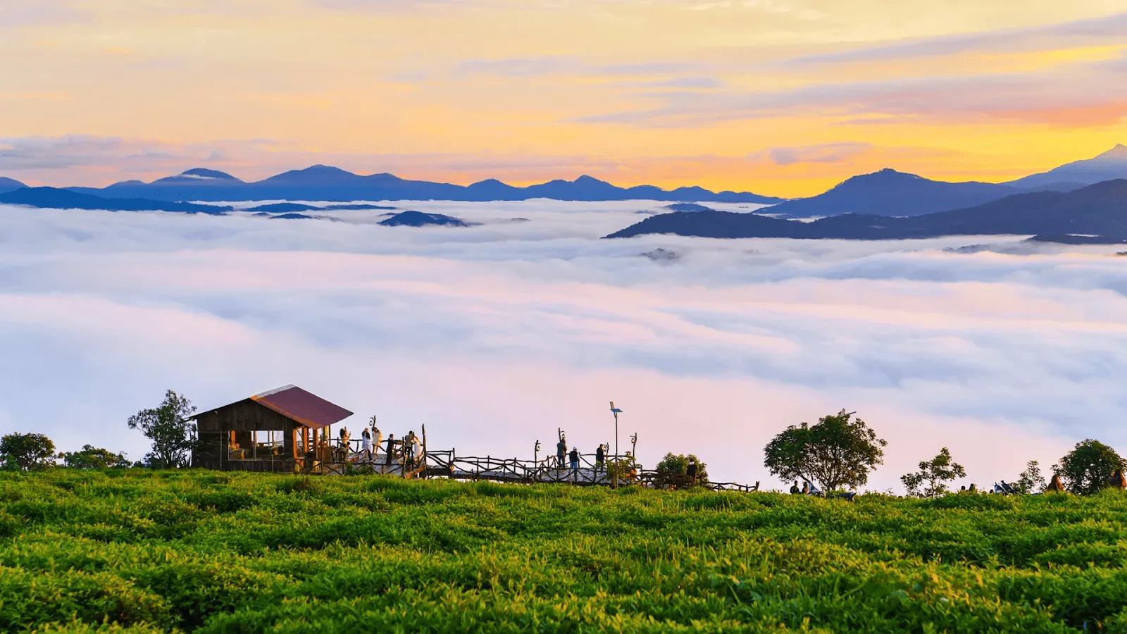 Đồi chè Cầu Đất - du lịch Đà Lạt