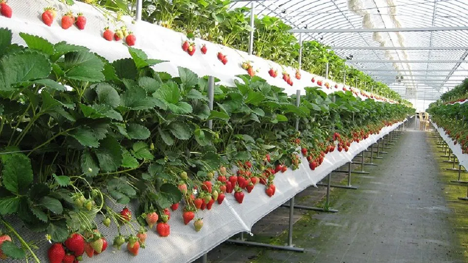 Trải nghiệm hái dâu tại vườn Biofresh