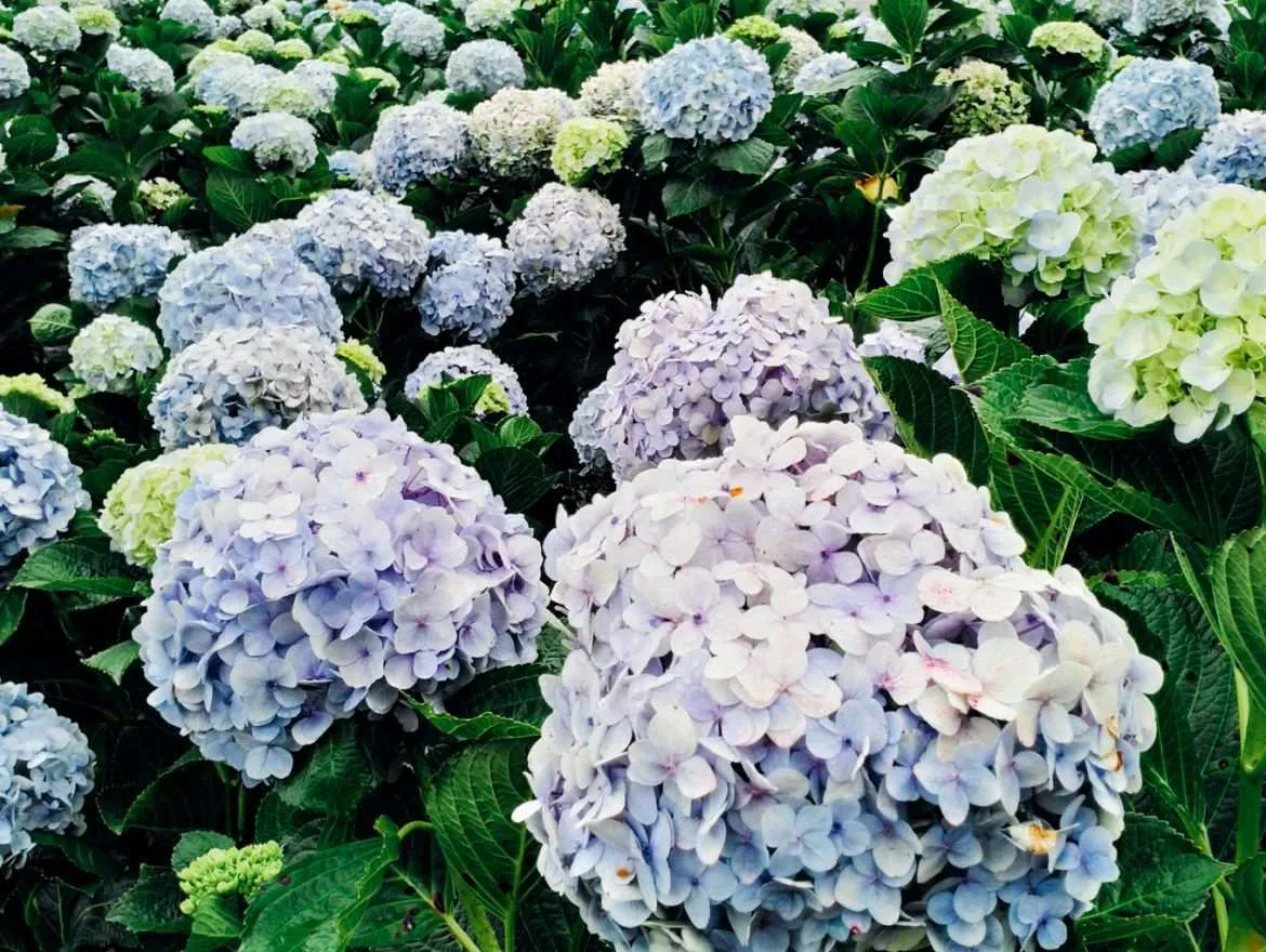 Điểm đặc biệt khiến vườn hoa cẩm tú cầu Đà Lạt trở nên cuốn hút