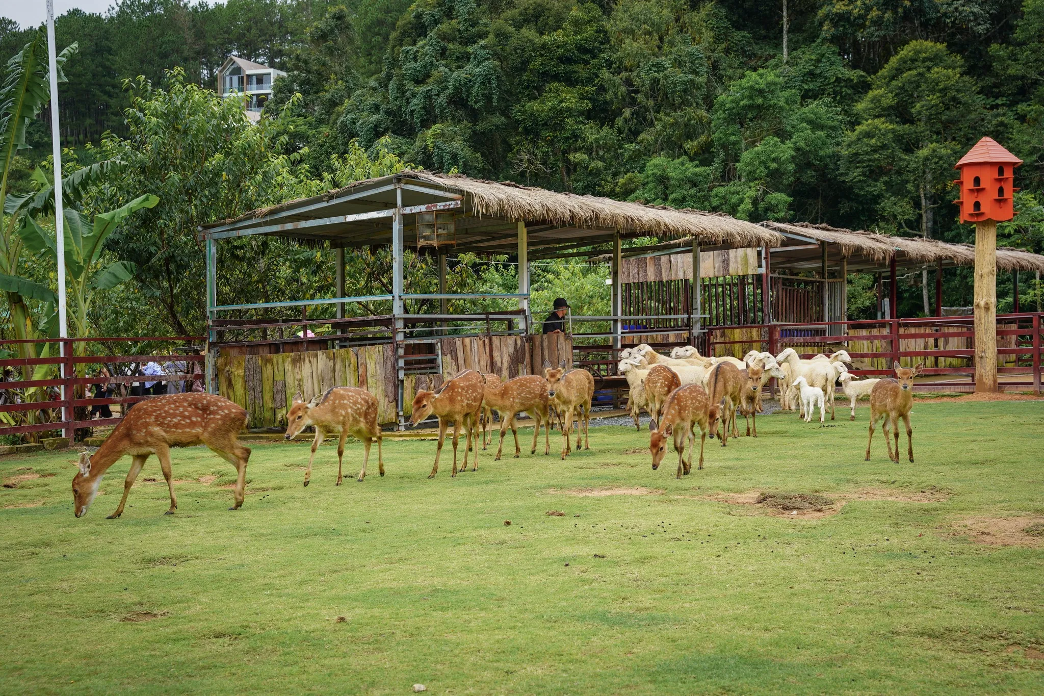 Vườn thú Wonderland Đà Lạt