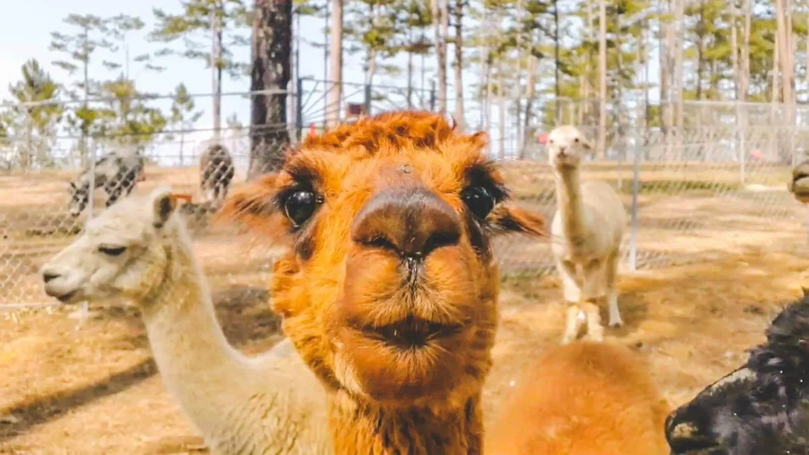 Vườn thú Zoodoo - du lịch Đà Lạt