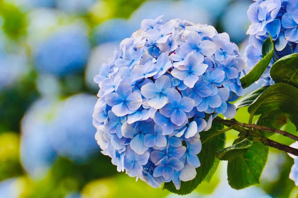 Nguồn gốc và ý nghĩa hoa cẩm tú cầu